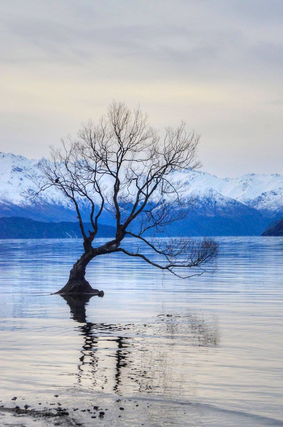 The well-known “Wanaka Tree” on Lake Wanaka on the southern west coast of New Zealand