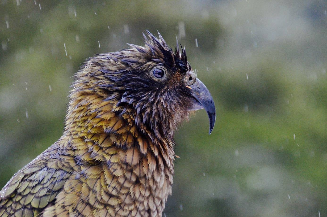 A kea bird posing amidst the rains of Milford Sound