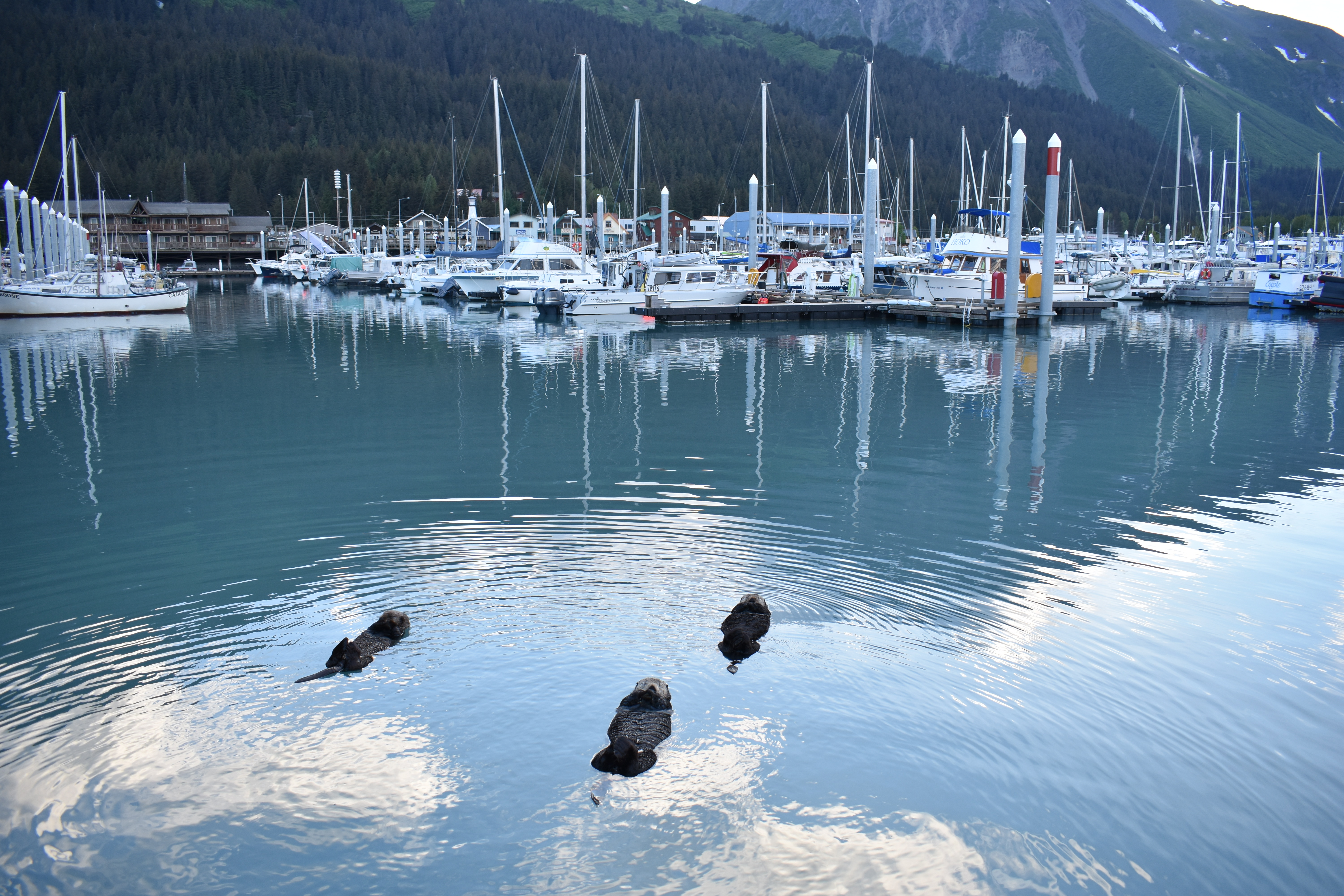 Blaire’s class took a boat trip out of Seward, Alaska, where they saw bald eagles, puffins, whales, sea otters, sea lions and seals.