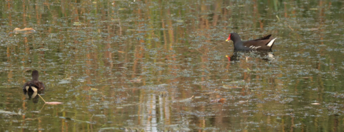 Common moorhen daddy (right) and his baby (left) on DKU pond